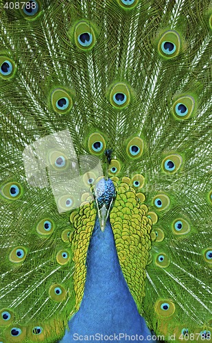 Image of Peacock showing off