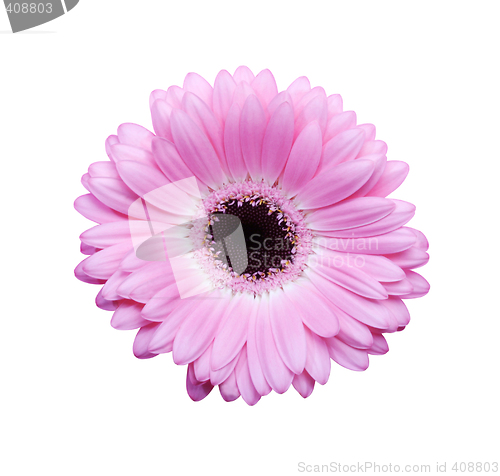 Image of Pink gerbera with path