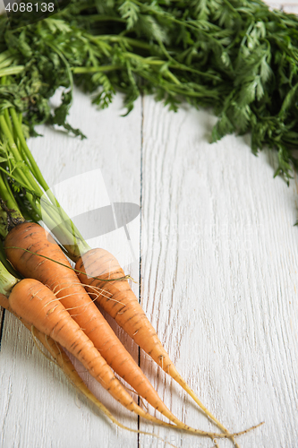 Image of Freshly grown carrots