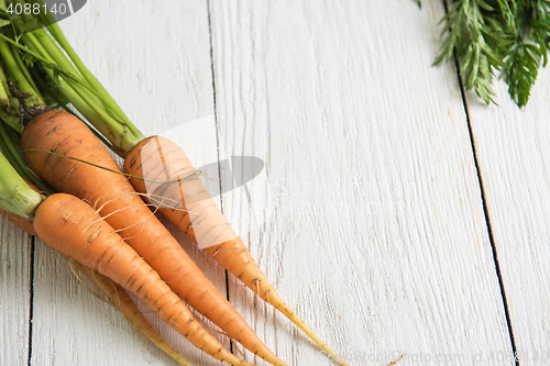 Image of Freshly grown carrots