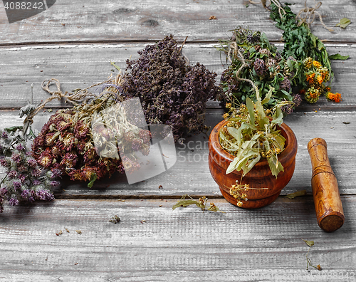 Image of Harvest of medicinal herbs and plants