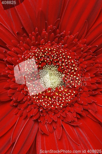 Image of Red gerber daisy