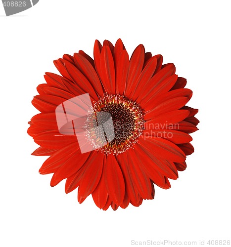 Image of Red Gerbera Flower