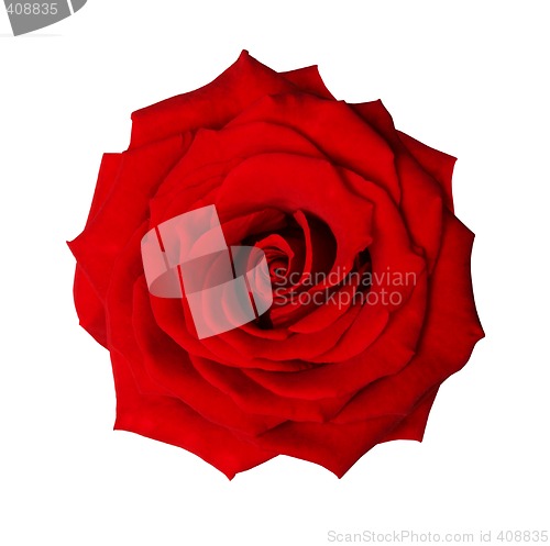 Image of Isolated rose with path