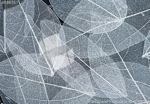 Image of leaves