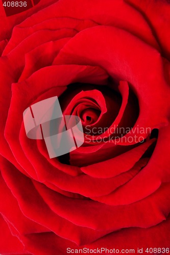 Image of Red rose macro background