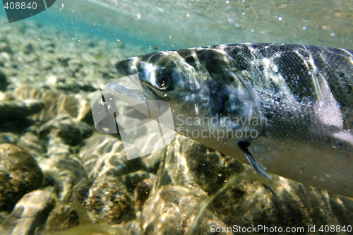 Image of Salmon underwater