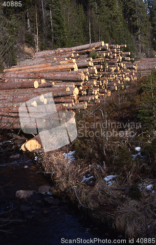 Image of Timber