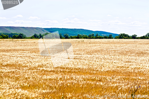 Image of Field rye with trees