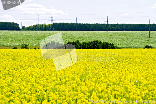 Image of Field rapeseed with trees