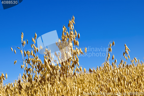 Image of Oat field against the sky