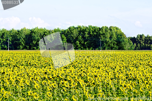 Image of Field of sunflowers and trees
