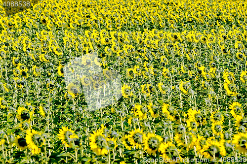 Image of Field of sunflower