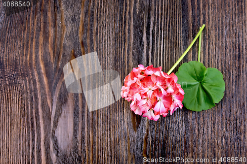 Image of Geranium pink with leaf on board