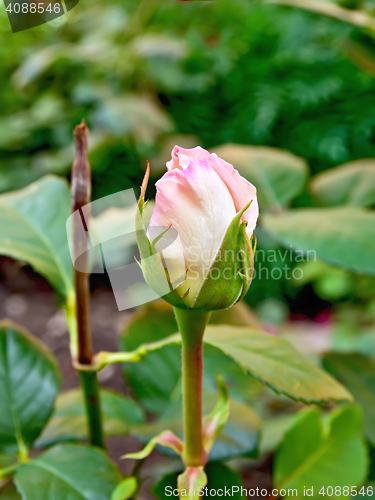 Image of Rose the bud of pale pink