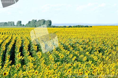 Image of Field with yellow sunflowers