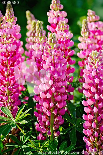 Image of Lupin pink with green leaves
