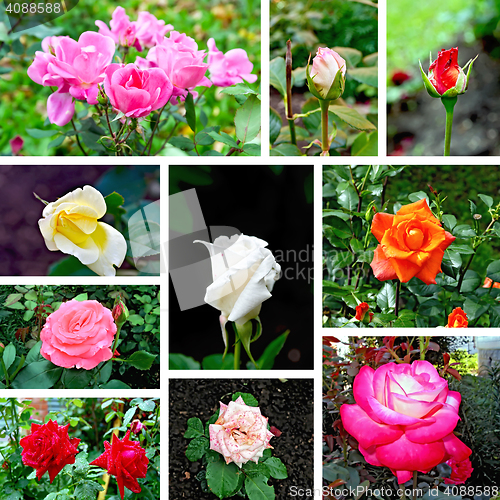 Image of Roses different set of pictures