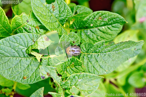 Image of Colorado beetle on potato leaves