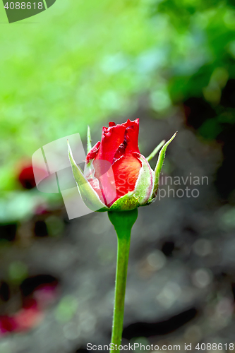 Image of Rose the bud of red