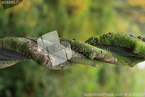 Image of bark texture with moss