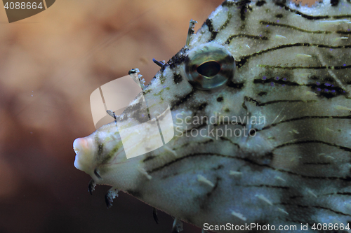 Image of exotic coral fish