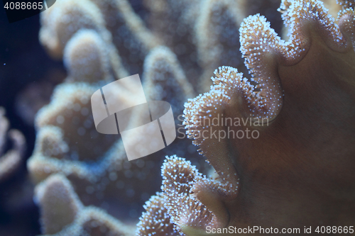 Image of detail of coral sea