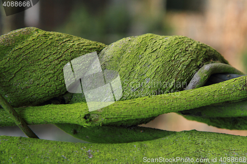 Image of bark texture with moss