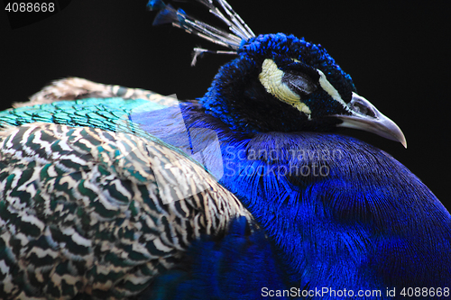 Image of color peacock head