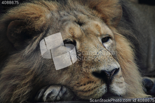 Image of lion is resting