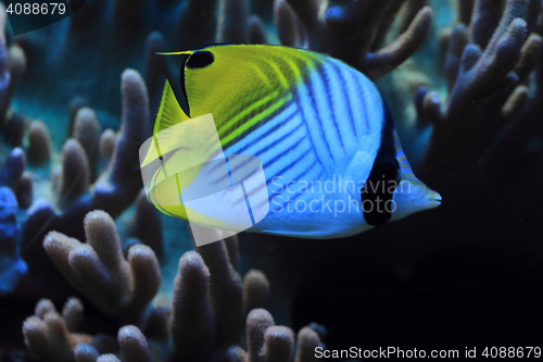 Image of exotic coral fish