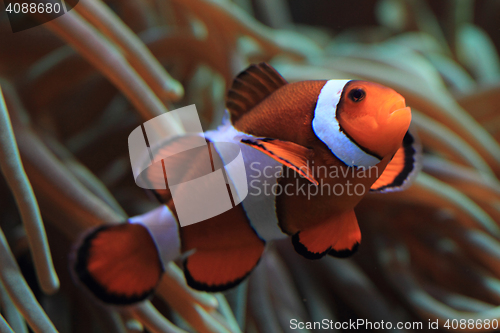 Image of Clown Anemonefish as nemo fish