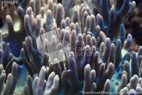 Image of detail of coral sea