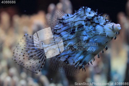 Image of exotic coral fish