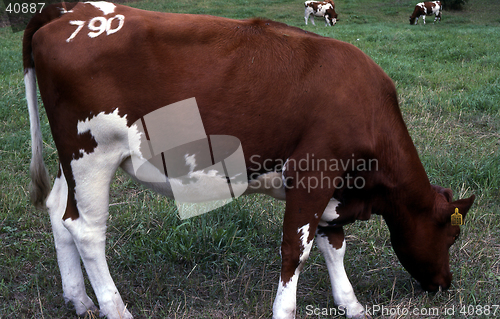 Image of Cow