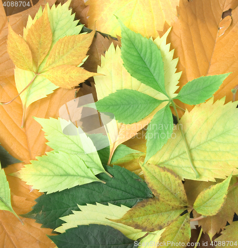 Image of autumn leaves background