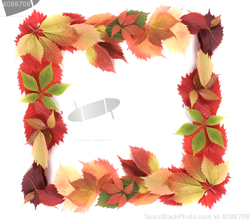 Image of autumn leaves background