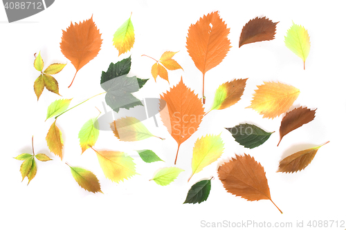 Image of autumn leaves background