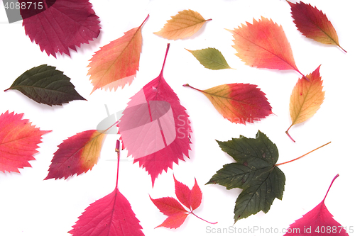 Image of autumn leaves background