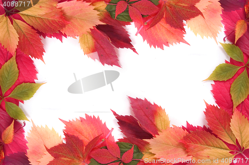 Image of autumn leaves background