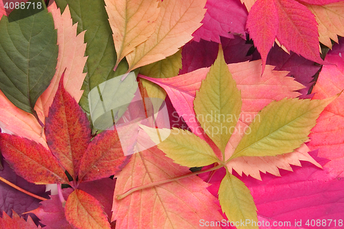 Image of autumn leaves background