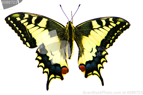 Image of yellow butterfly isolated