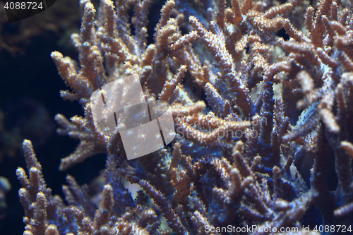 Image of detail of coral sea