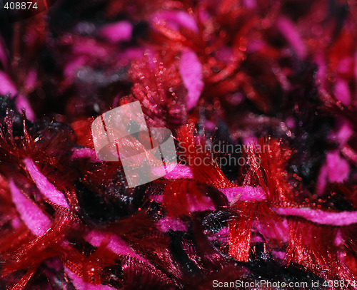 Image of Red and Pink Fibers Close Up