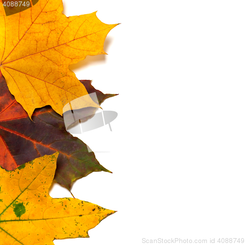 Image of Autumnal multi colored maple-leafs