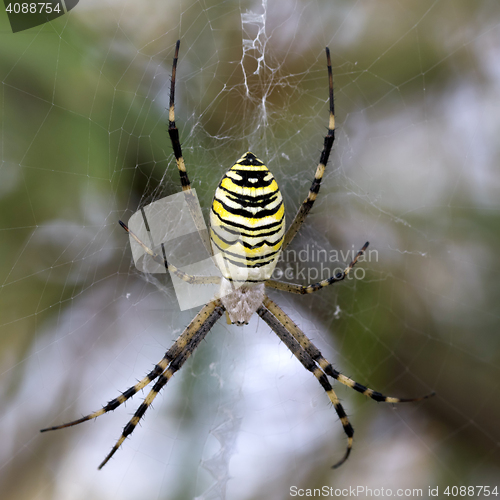 Image of Spider on spiderweb