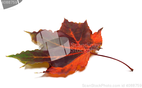 Image of Multicolor autumnal maple-leaf