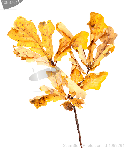 Image of Yellow dried autumn leaves on oak twig