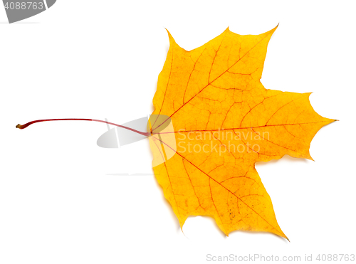 Image of Autumn yellow maple leaf