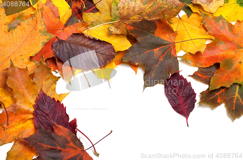 Image of Autumn multi colored maple leaves